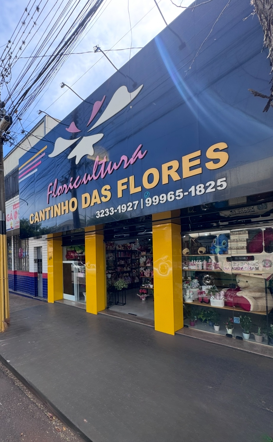 Rosas delicadas em jardim ao amanhecer